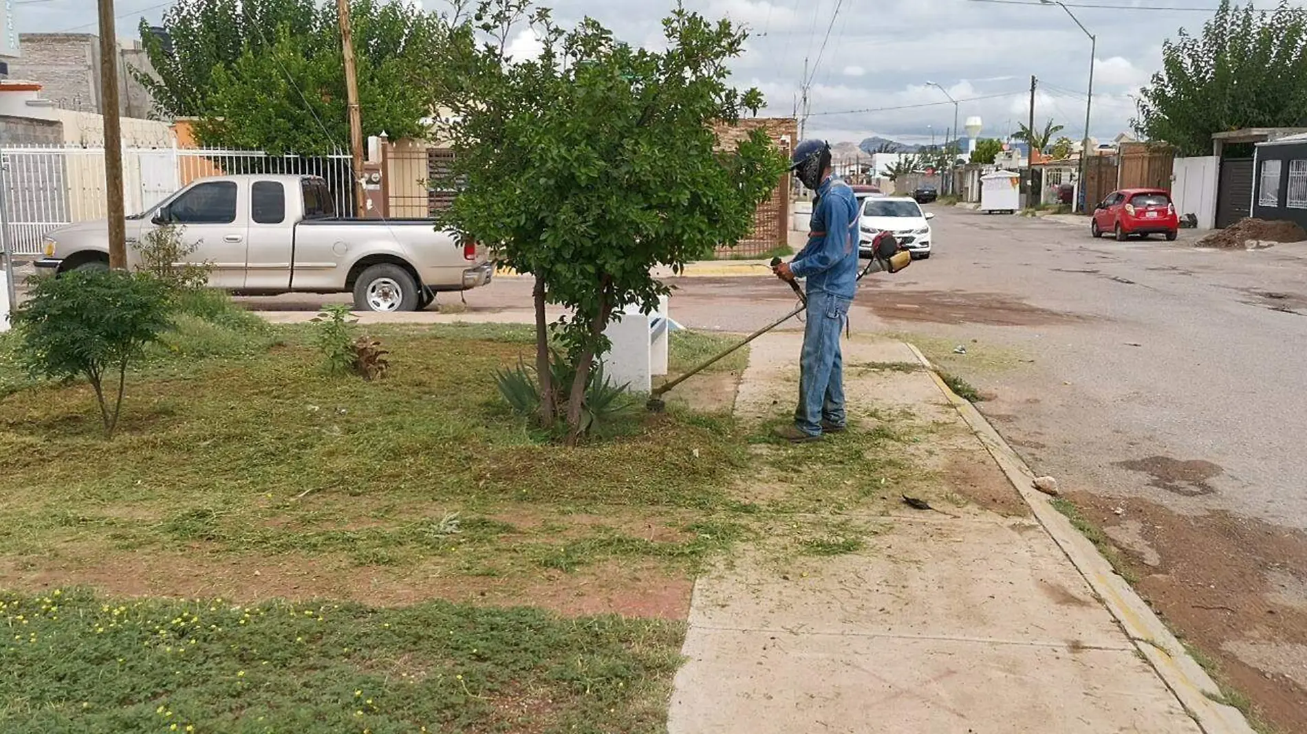 maleza en parque